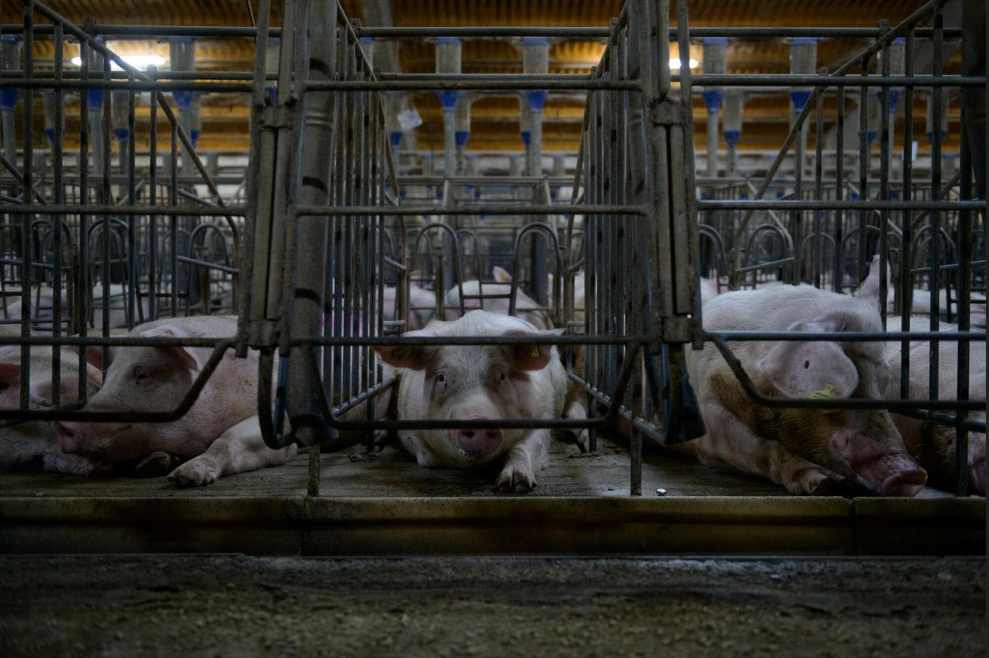 Cambiar nuestra relación con otras especies